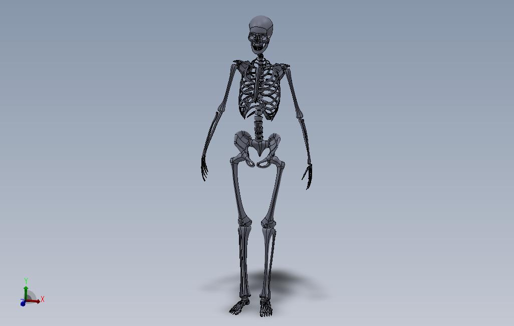 人体骨骼