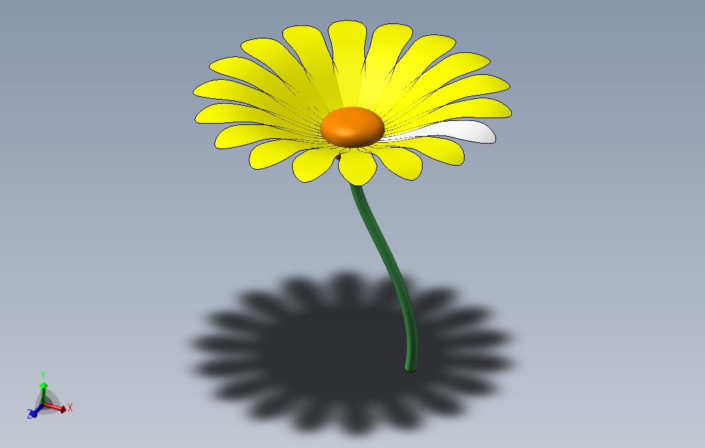 菊花