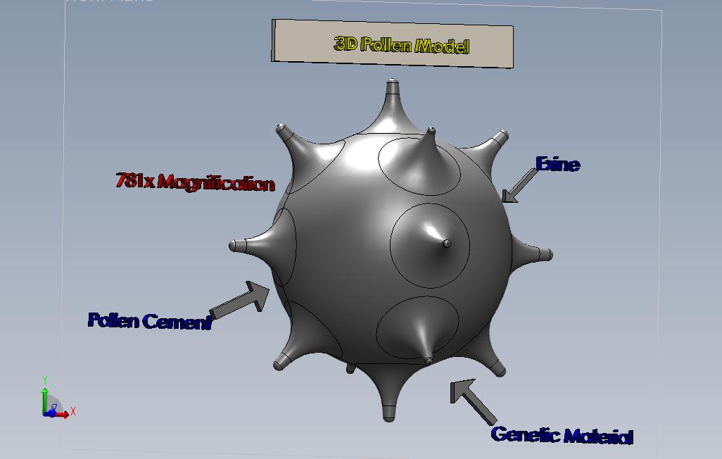 _三维花粉模型