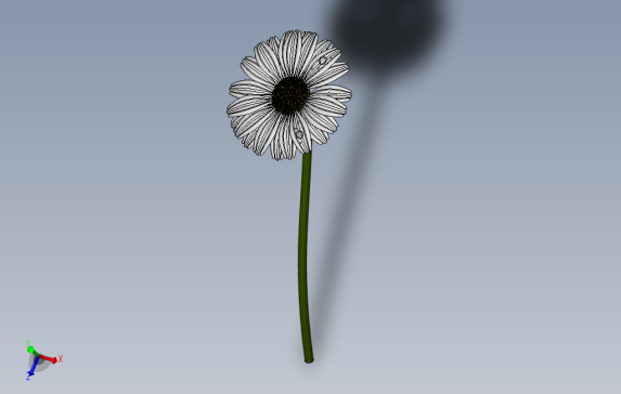 雏菊花