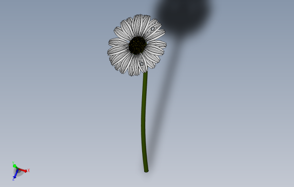雏菊花