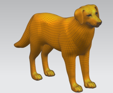 一只金毛犬