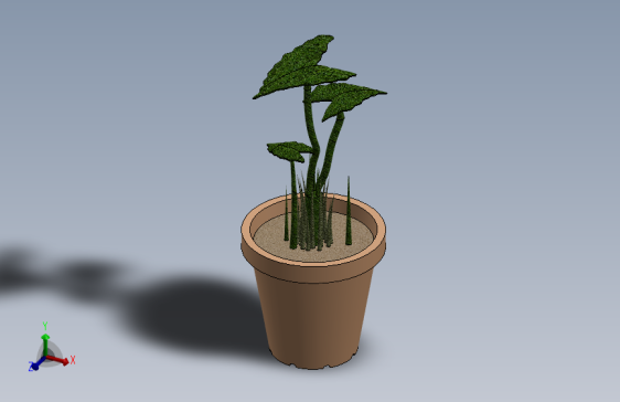 盆栽植物海芋