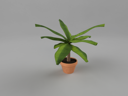 芭蕉植物
