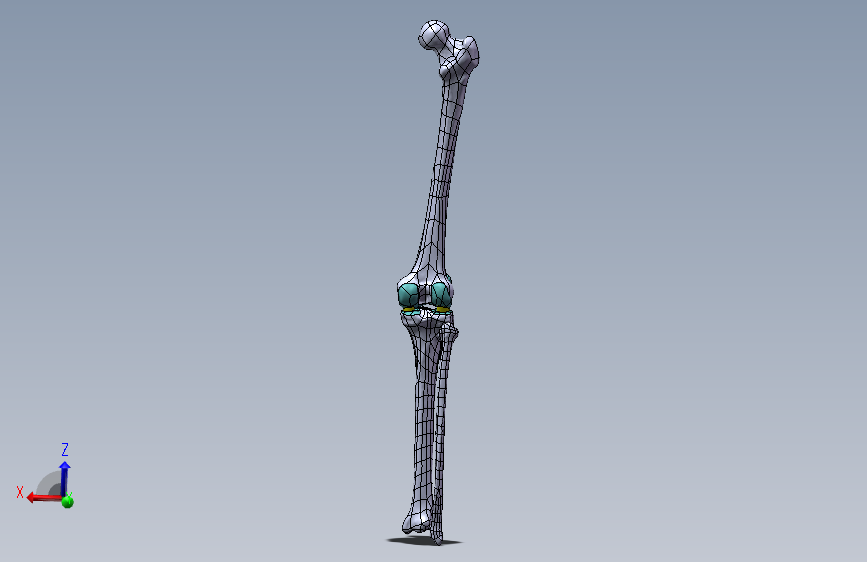 下肢膝关节 骨骼模型1053855==1200S10