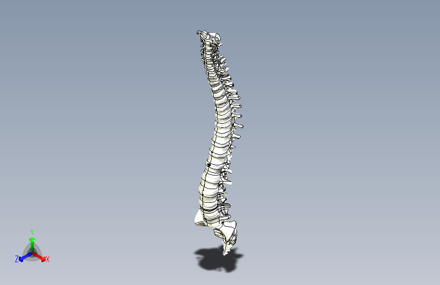 Y6726-骨骼+human-spine+SW+IGS+STL