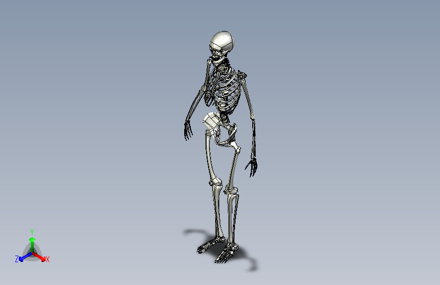 Y6732-骨骼+human-skeleton-2+IPT