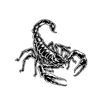 蝎子