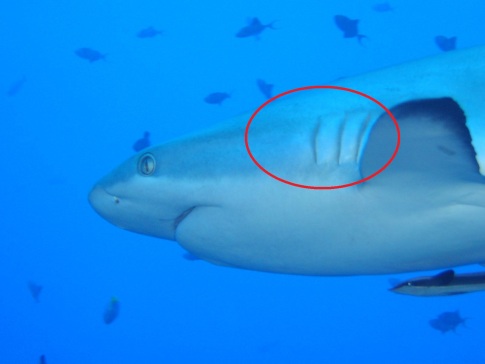 G036730-带肥皂泵的水槽=水泵油泵