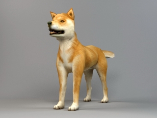 狗 (4)