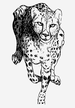 CEETAH 猫 劳杜·奥克塔维安·弗拉德 布拉索夫
