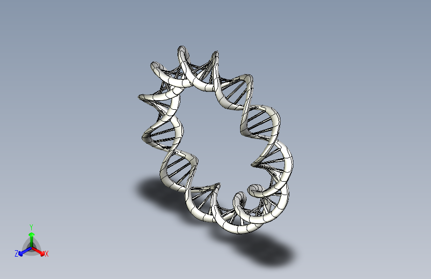 DNA 环 主视图