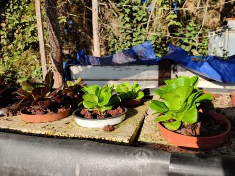 水培介质种植床