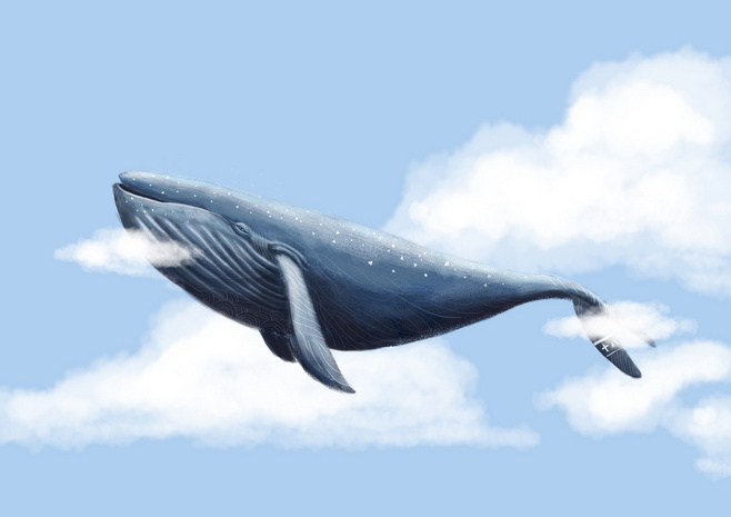 鲸鱼建模3d模型-- 1196755-30