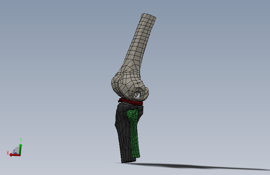 骨骼、人体骨骼(6)
