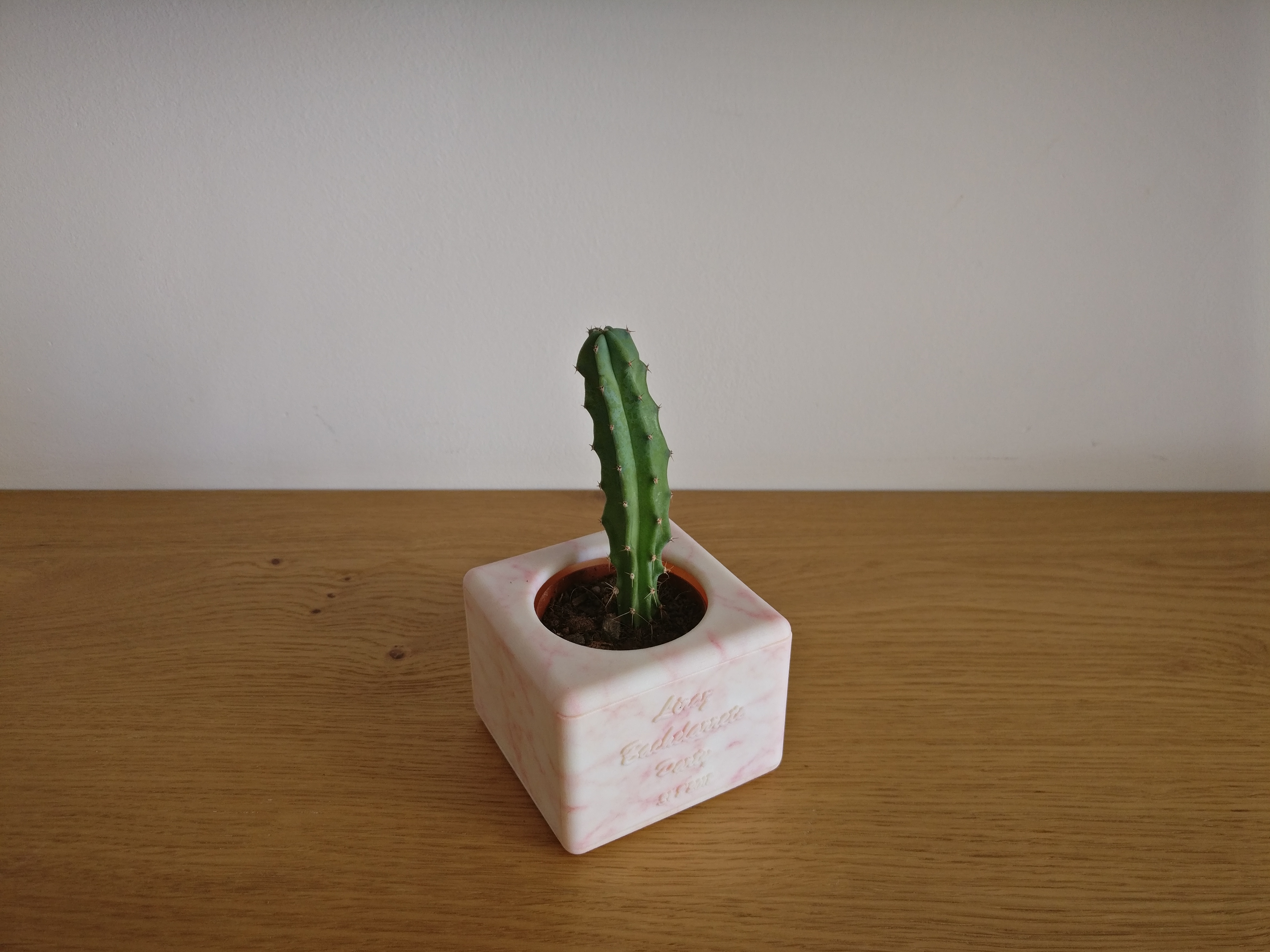 A2005223-仙人掌花盆