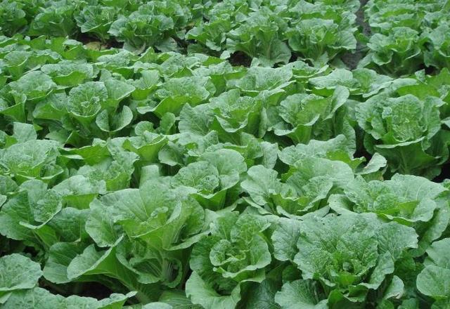 智能旋转苗圃=1266488=40