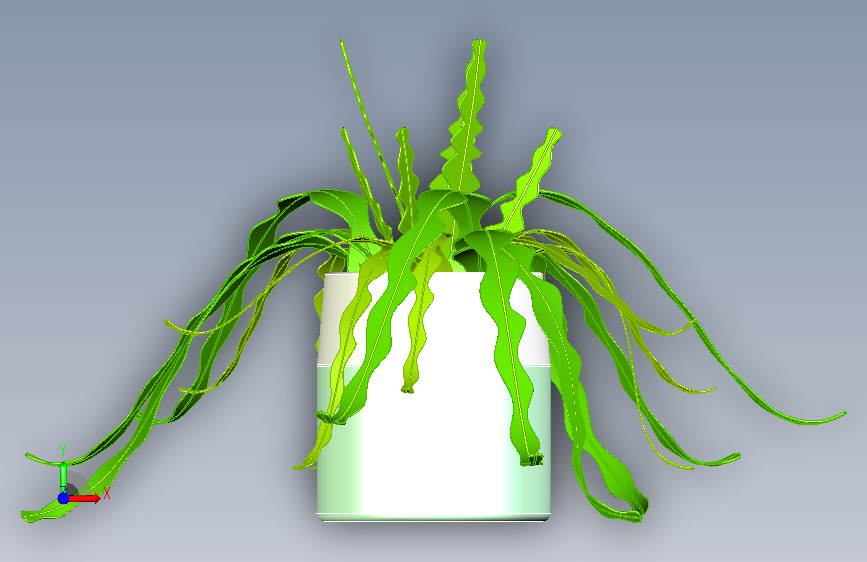 植物15 正面视图