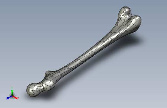 股骨 3d 模型