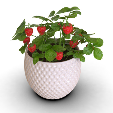 strawberry草莓盆栽3D数模图纸 Solidworks设计 附igs bip渲染格式