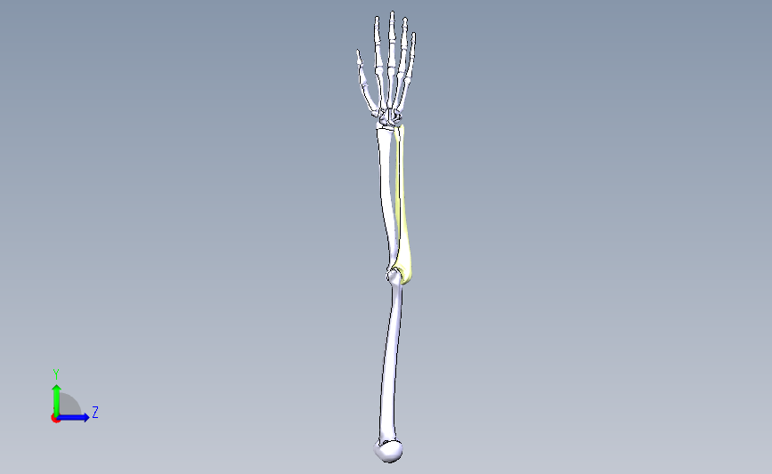 人类骨骼手设计模型
