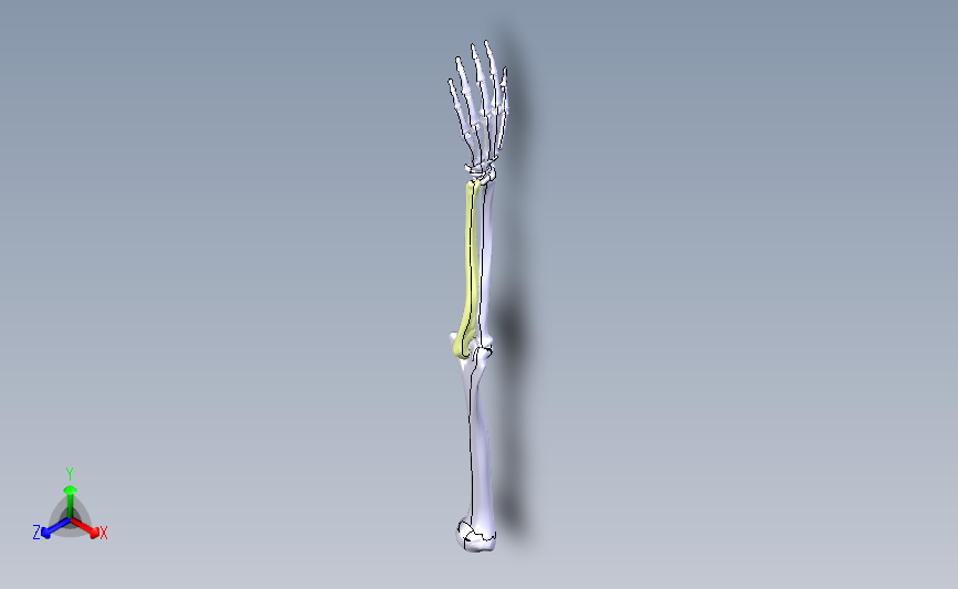 人类骨骼手设计模型