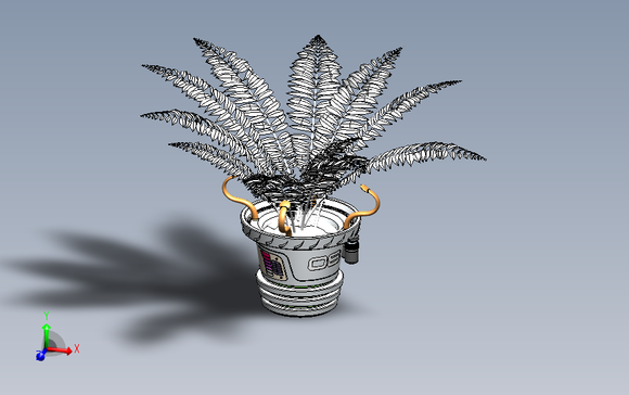 蕨类植物盆栽
