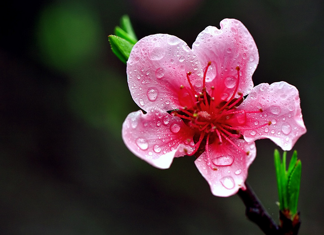 桃花