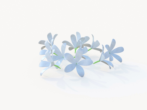 鸡蛋花