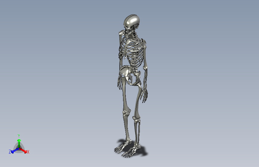 Y6728-骨骼 skeleton-iskelet STP