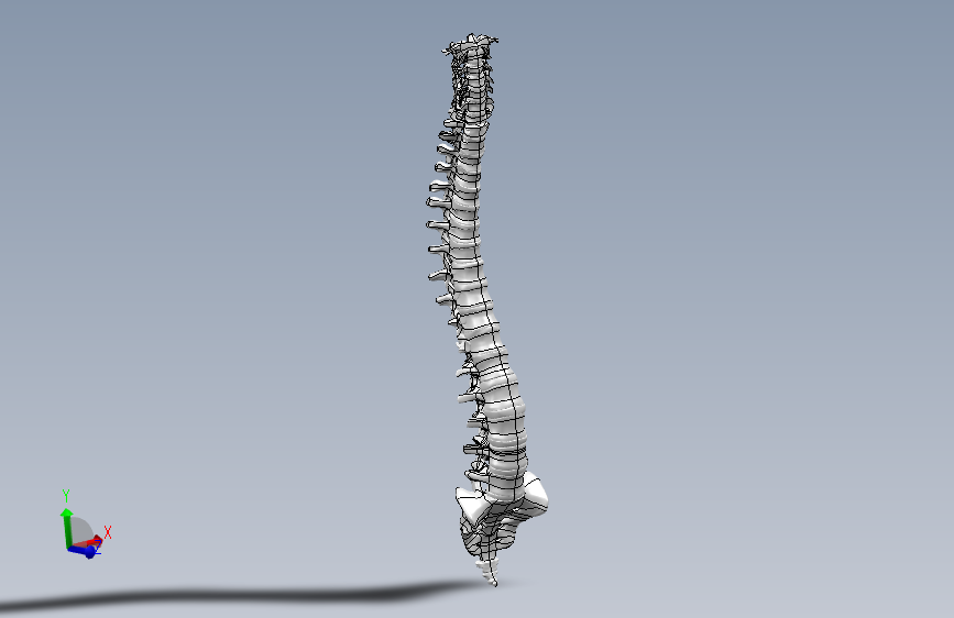 Y6726-骨骼 human-spine SW IGS STL