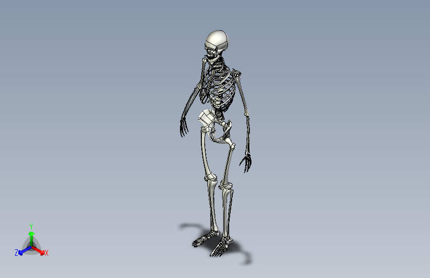 Y6732-骨骼 human-skeleton-2 IPT