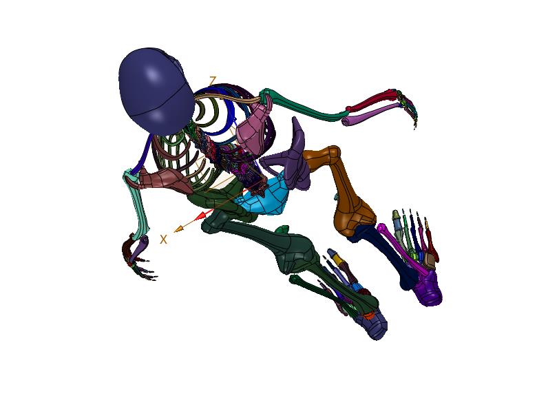 全身骨架脊椎人体成人学模型