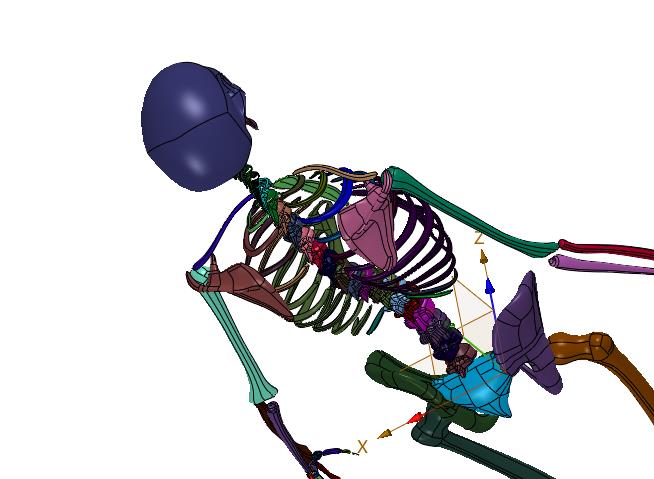 全身骨架脊椎人体成人学模型