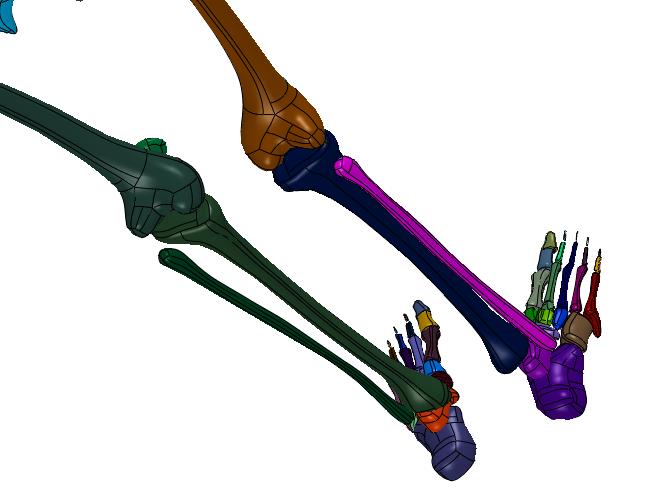 全身骨架脊椎人体成人学模型