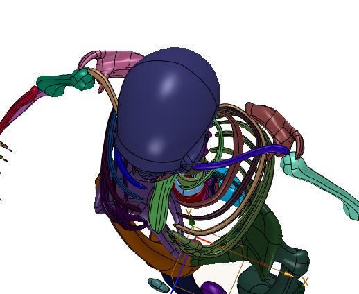 全身骨架脊椎人体成人学模型