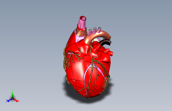 heart人的心脏模型