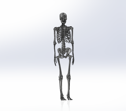人体骨骼