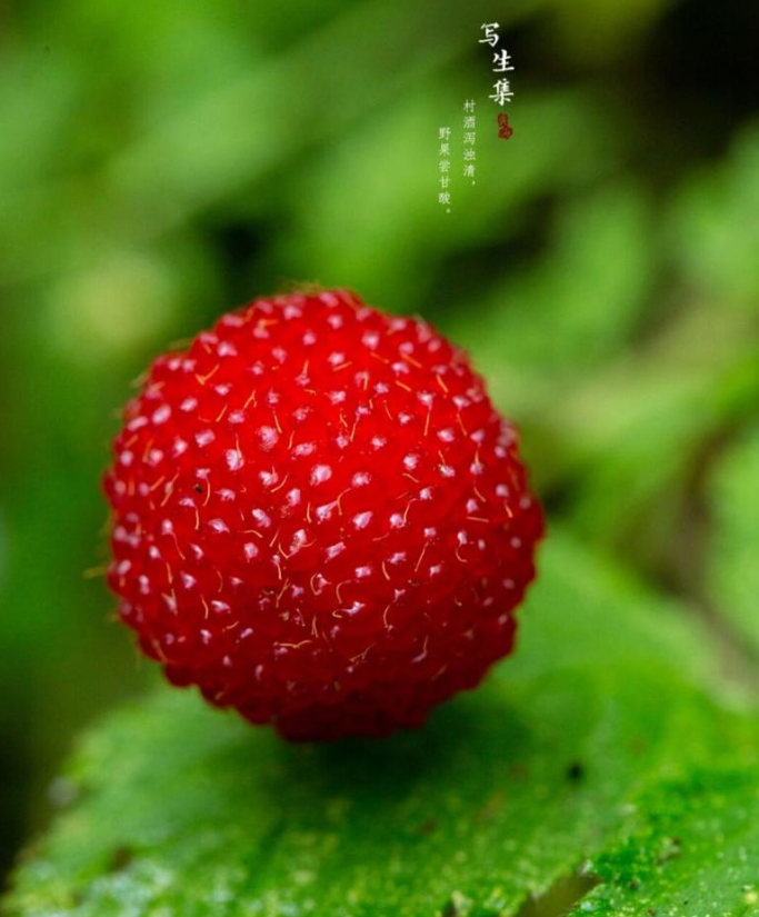 蓬蘽    微V：yeky1618